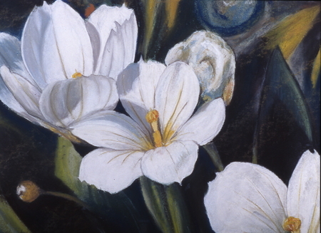 white flower study