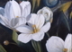 white flower study